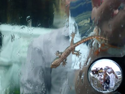 Little 'Cap-Geh' (Gecko)