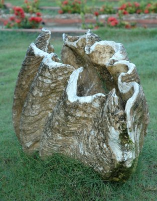 Giant Clam