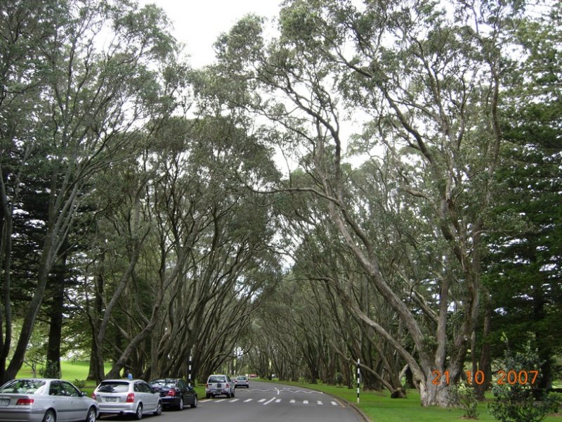 Cornwall Park, Auckland