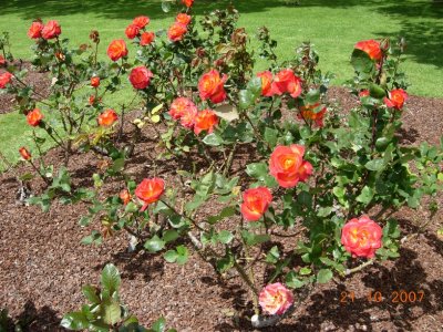 Parnell Rose Gardens, Auckland