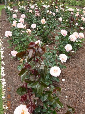 Parnell Rose Rose Gardens, Auckland