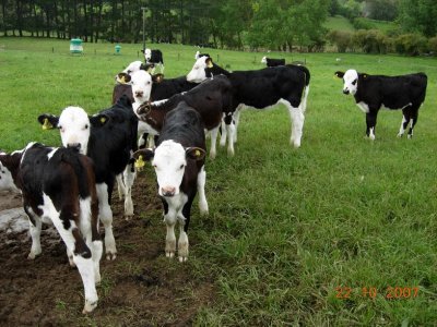 Calves, outskirts of Auckland