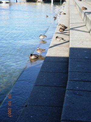 Ducks at Queenstown Bay, Queenstown