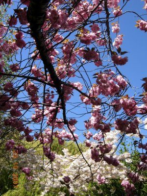 Queenstown Gardens, Queenstown