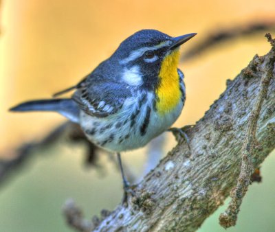 Yellow-Throated Warbler (Dendroica dominica) 1
