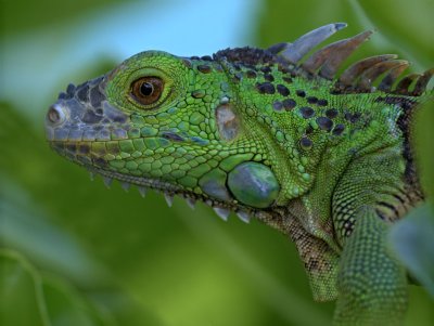 Green Iguana (Iguana iguana) 13