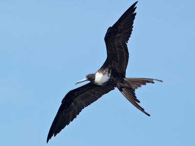 Female Magnificent Frigatebird (Fregata magnificens)