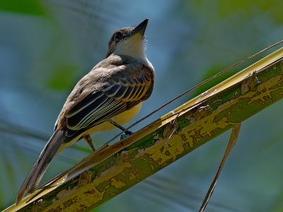 Loggerhead Kingbird (Tyrannus caudifasciatus) 1