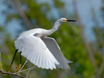 Snowy Egret  (Egretta thula) 20