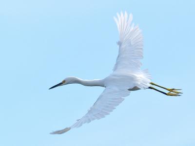 Snowy Egret (Egretta thula) 21