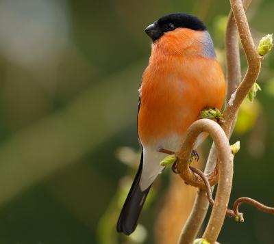 Male Bullfinch (Pyrrhula pyrrhula) 4