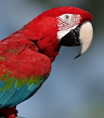 Macaw 6