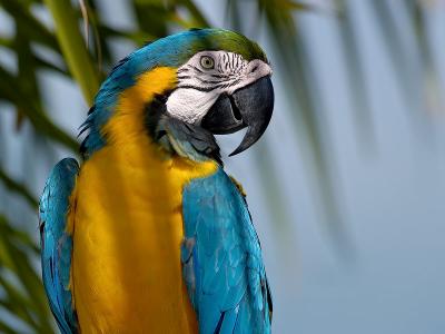 Macaw 7