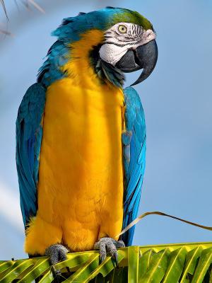 Macaw 8