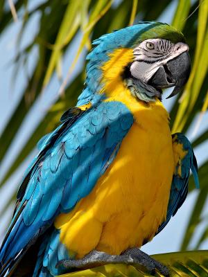 Macaw 9