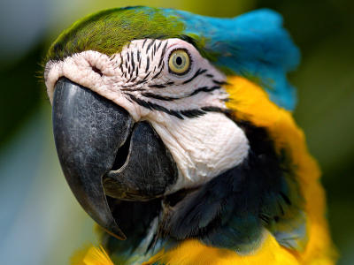 Macaw 11