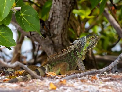 Green Iguana (Iguana iguana) 1
