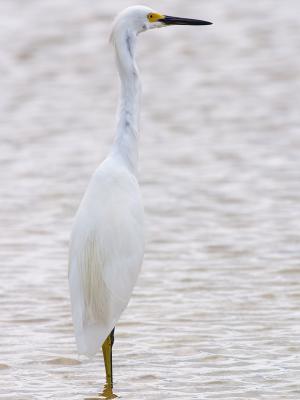 Snowy Egret (Egretta thula) 23