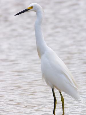 Snowy Egret (Egretta thula) 25