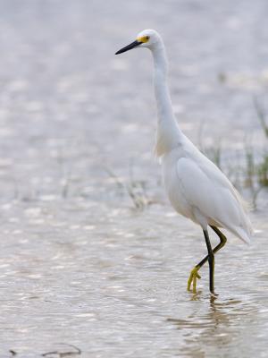 Snowy Egret (Egretta thula) 26