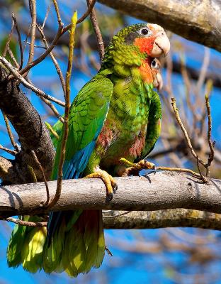 Grand Cayman Parrot (Amazona leucocephala caymanensis) 1