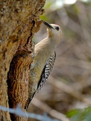 West Indian Woodpecker (Melanerdes superciliaris caymanensis) 1