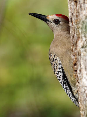 West Indian Woodpecker (Melanerdes superciliaris caymanensis) 2