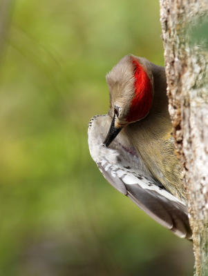 West Indian Woodpecker (Melanerdes superciliaris caymanensis) 3