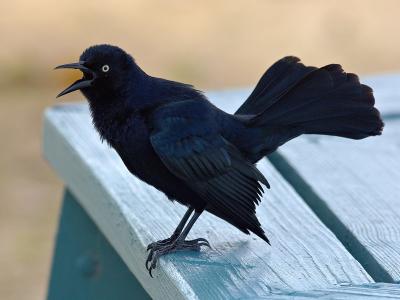 Greater Antillean Grackle (Quiscalus niger caymanensis)
