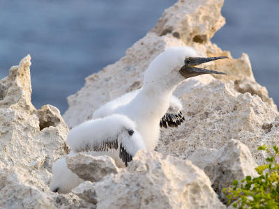 Baby Brown Booby (Sula leucogaster)