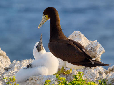 Brown Booby (Sula leucogaster Adult & Chick