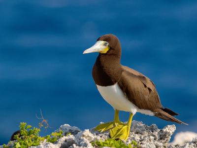 Brown Booby (Sula leucogaster) 2