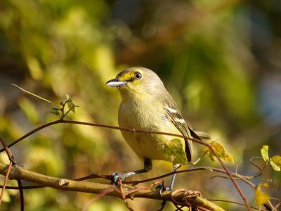 Thick-Billed Vireo (Vireo crassirostris) 1