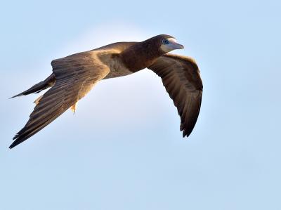 Juvenile Brown Booby (Sula leucogaster)