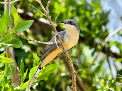 Mangrove Cuckoo (Coccyzus minor) 1