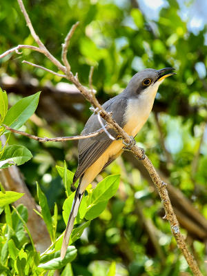 Mangrove Cuckoo (Coccyzus minor) 2