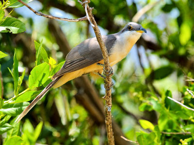 Mangrove Cuckoo (Coccyzus minor) 3