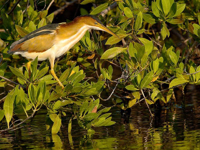 Least Bittern (Ixobrychus exilis)