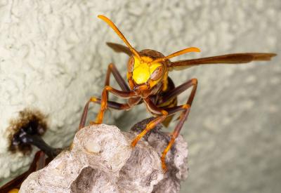 Paper Wasp 2