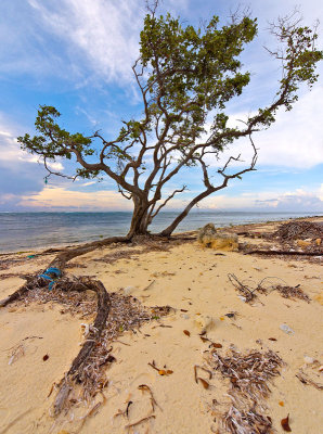 Beach Tree 1