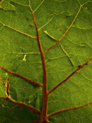 Sea Grape Leaf