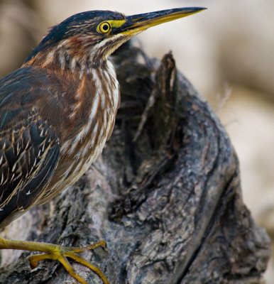 Green Heron (Butorides virescens) 07