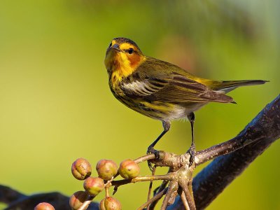 Cape May Warbler 5