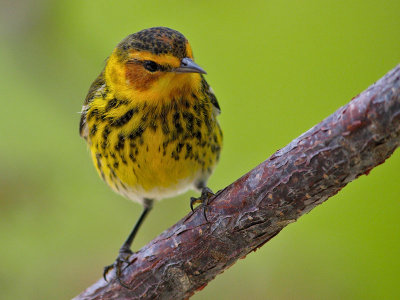 Cape May Warbler 4