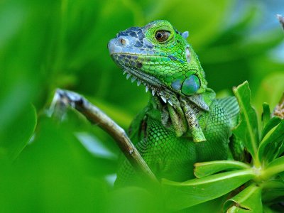 Green Iguana (Iguana iguana) 5