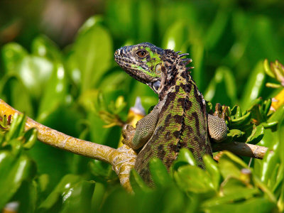 Green Iguana (Iguana iguana) 6