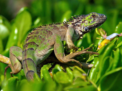 Green Iguana (Iguana iguana) 7