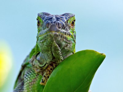Green Iguana (Iguana iguana) 8