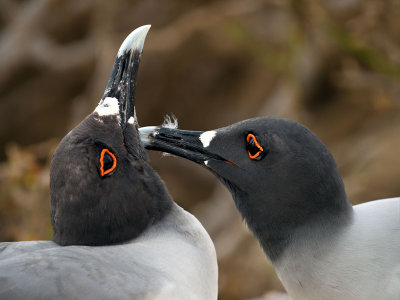 Swallow-tailed Gulls (Creagrus furcatus) 2