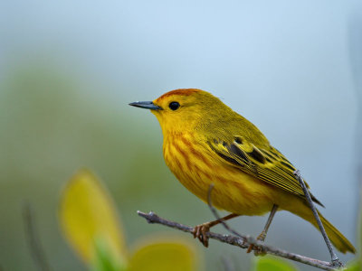 Male American Yellow Warbler (Dendroica petechia)